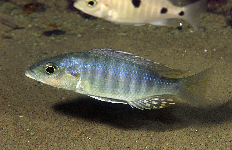 Sciaenochromis ahli 'Mdoka'
